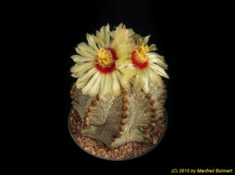Astrophytum cv. capricorne 773